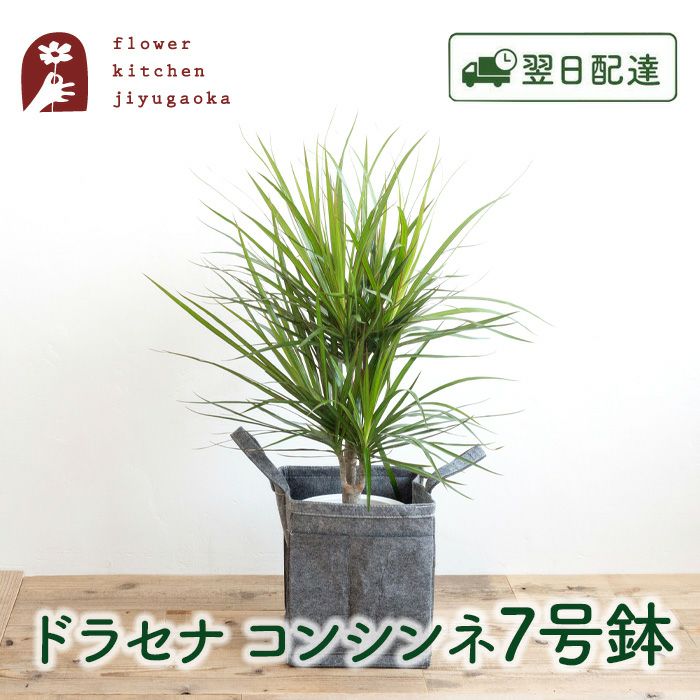 観葉植物 ドラセナコンシンネ7号鉢 リポット(グレー) FKTK | Flower