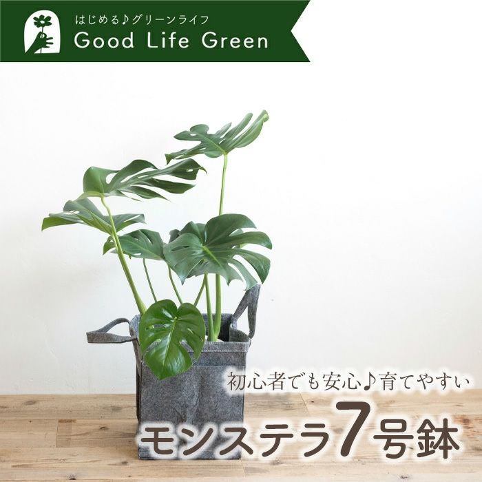 観葉植物 モンステラ7号鉢 リポット(グレー) FKTK | Flower Kitchen