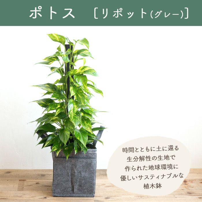 観葉植物 ポトス7号鉢 リポット(グレー) FKTK | Flower Kitchen JIYUGAOKA