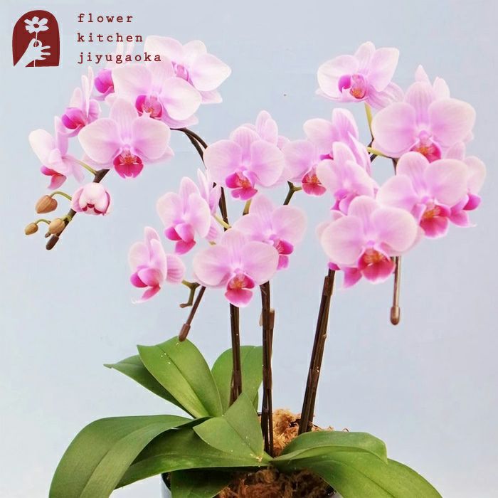 椎名洋ラン園 | Flower Kitchen JIYUGAOKA