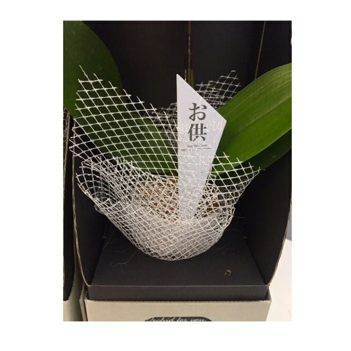 さくらこ様⭐️椎名洋蘭⭐️ゲイシャワルツ⭐️3株一鉢同梱割商品 マイクロ胡蝶蘭 2.5号鉢 1本立ち お供え用 陶器鉢入り 椎名洋ラン【A