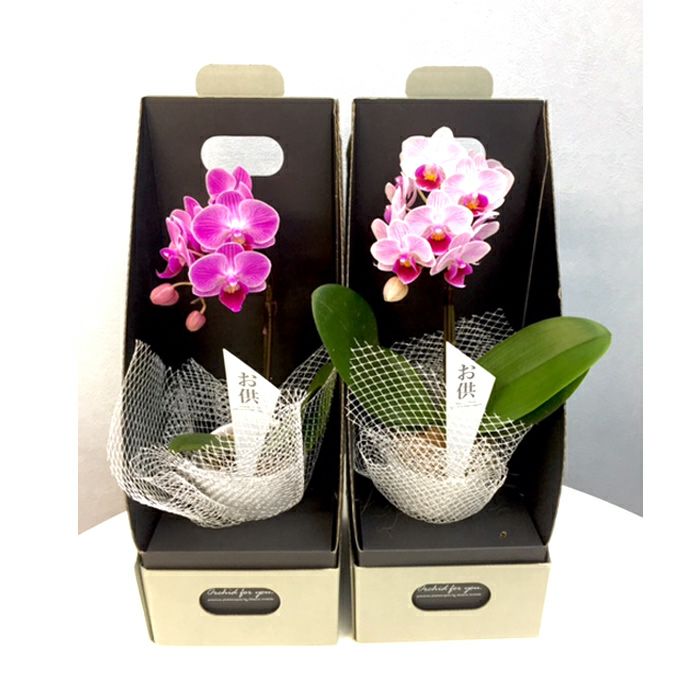 ニオイラン　着生蘭　花付き　陶器鉢植え　希少　蘭 マイクロ胡蝶蘭 2.5号鉢 1本立ち お供え用 陶器鉢入り 椎名洋ラン【A