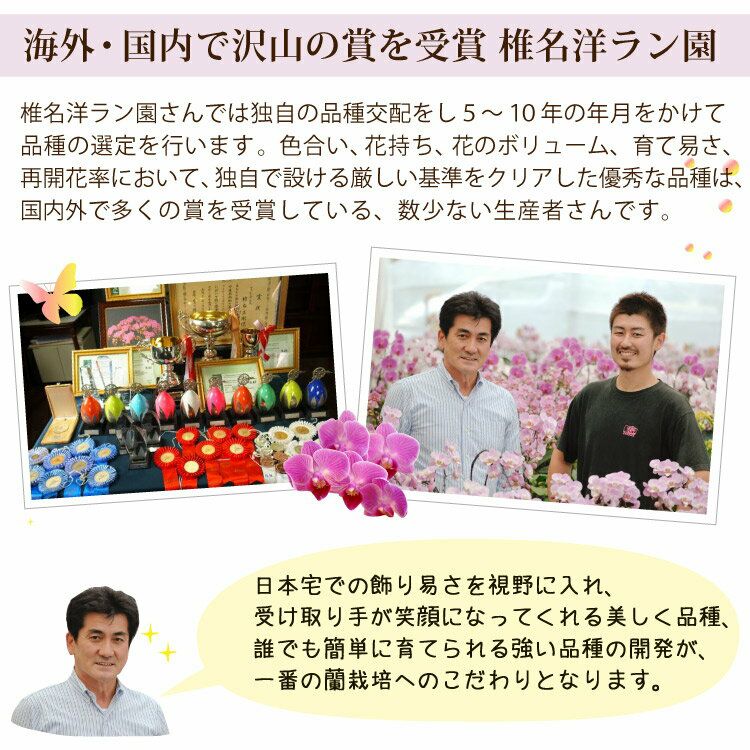 マイクロ胡蝶蘭 2.5号鉢 1本立ち お供え用 陶器鉢入り 椎名洋ラン【A
