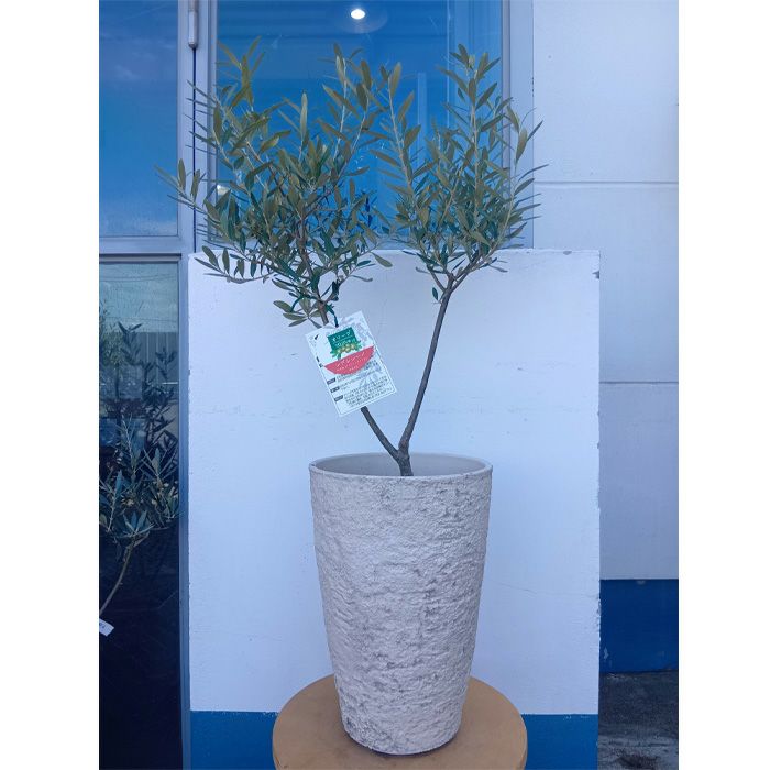 オリーブの木 | 観葉植物の通販なら FlowerKitchenJIYUGAOKA（フラワー