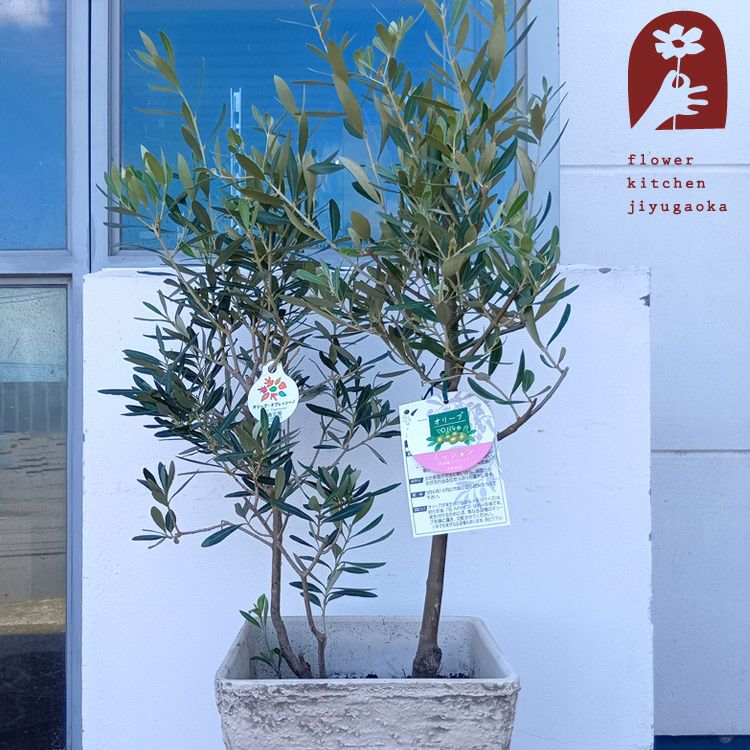 オリーブの木 | 観葉植物の通販なら FlowerKitchenJIYUGAOKA（フラワー