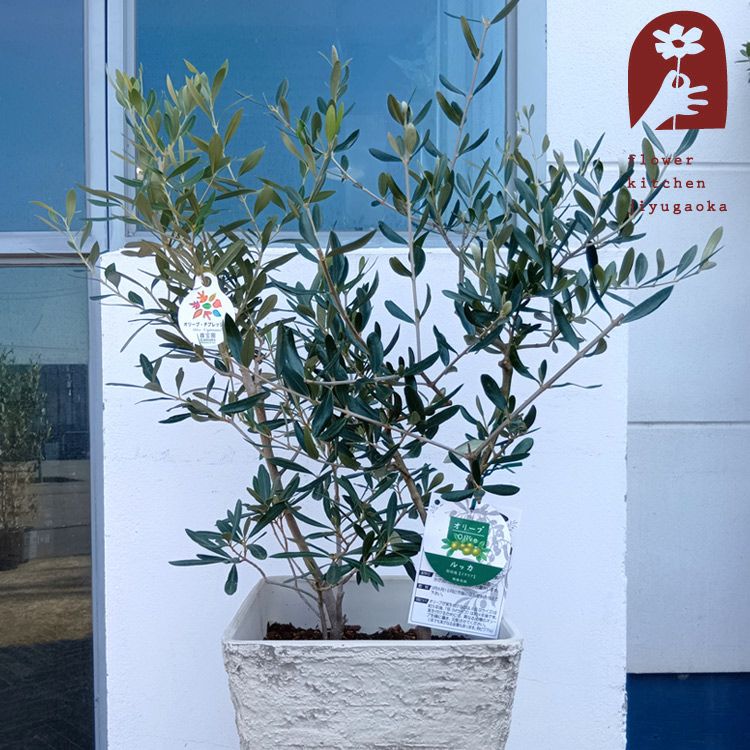 オリーブの木 1点ものオリーブ2種植え 【D】シプレッシーノ+ルッカ
