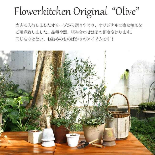 オリーブの木 1点ものオリーブ2種植え 【D】シプレッシーノ+ルッカ