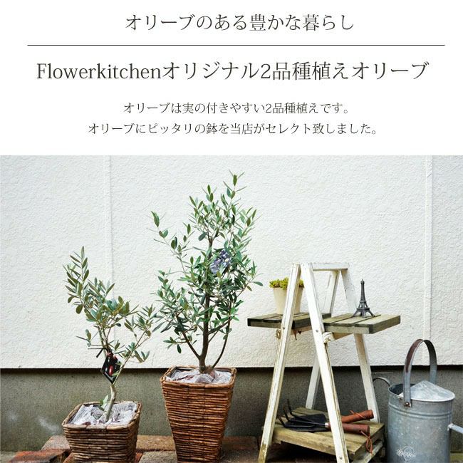 オリーブの木 1点ものオリーブ2種植え 【D】シプレッシーノ+ルッカ