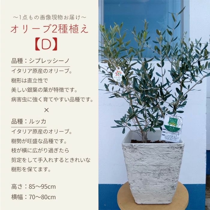 オリーブの木 1点ものオリーブ2種植え 【D】シプレッシーノ+ルッカ