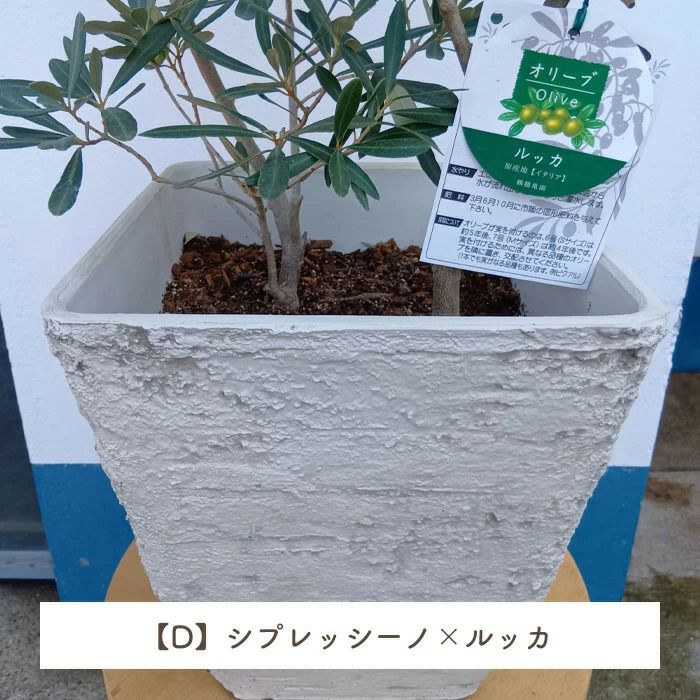 オリーブの木 1点ものオリーブ2種植え 【D】シプレッシーノ+ルッカ