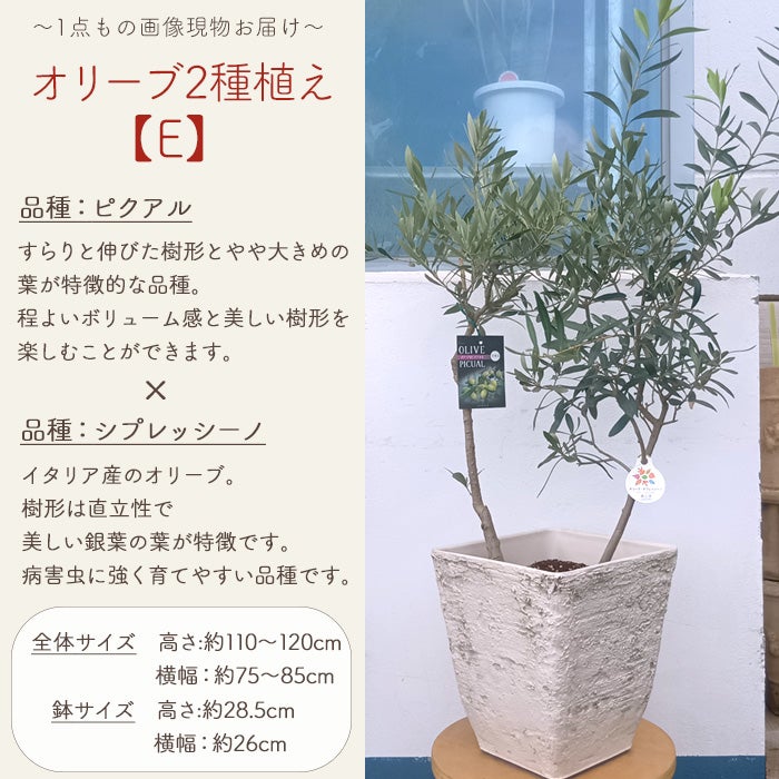 オリーブの木　お料理にちょっと役に立つアイテム　4点セット オリーブの木 お料理にちょっと役に立つアイテム 4点セット オリーブの