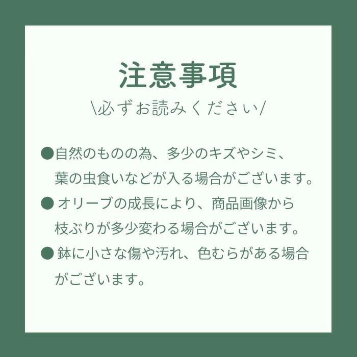 オリーブの木 1点ものオリーブ2種植え 【E】ピクアル×シプレッシーノ