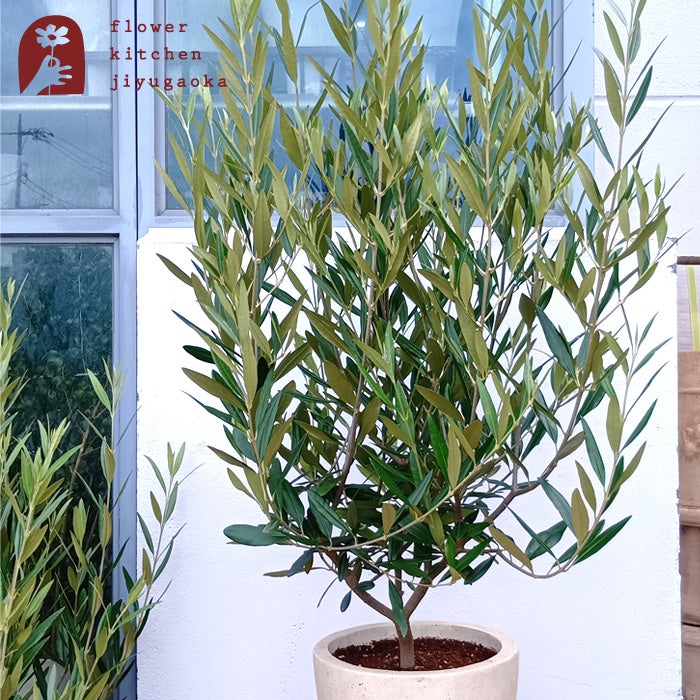 オリーブの木「ひなかぜ」の育て方と楽しみ方｜水やり・植え替え・特徴
