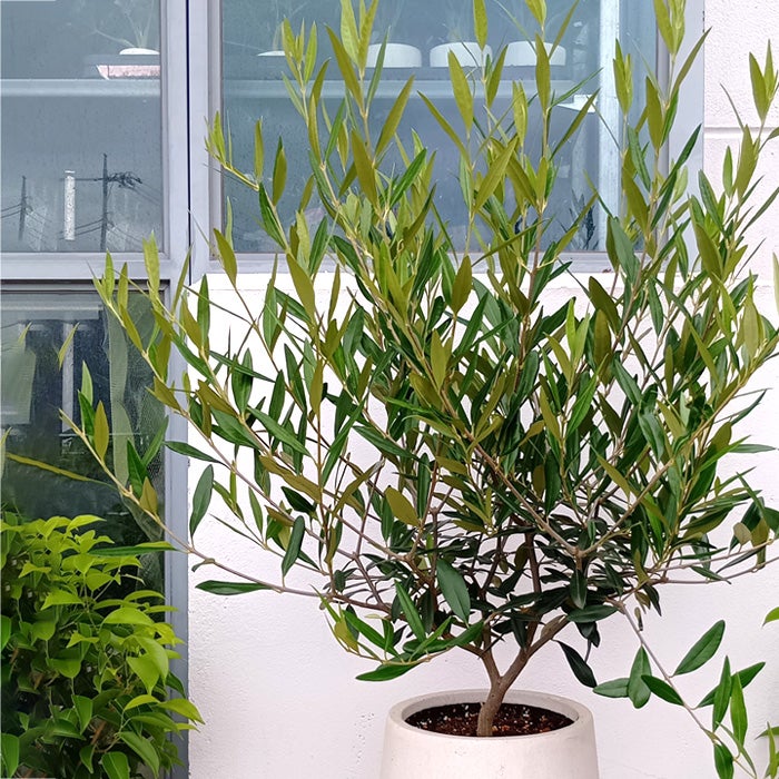 オリーブの木「ひなかぜ」の育て方と楽しみ方｜水やり・植え替え・特徴
