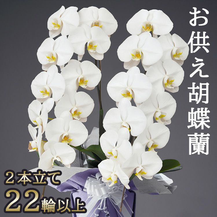 お供え専用 胡蝶蘭の鉢植え【2本立て22輪以上】