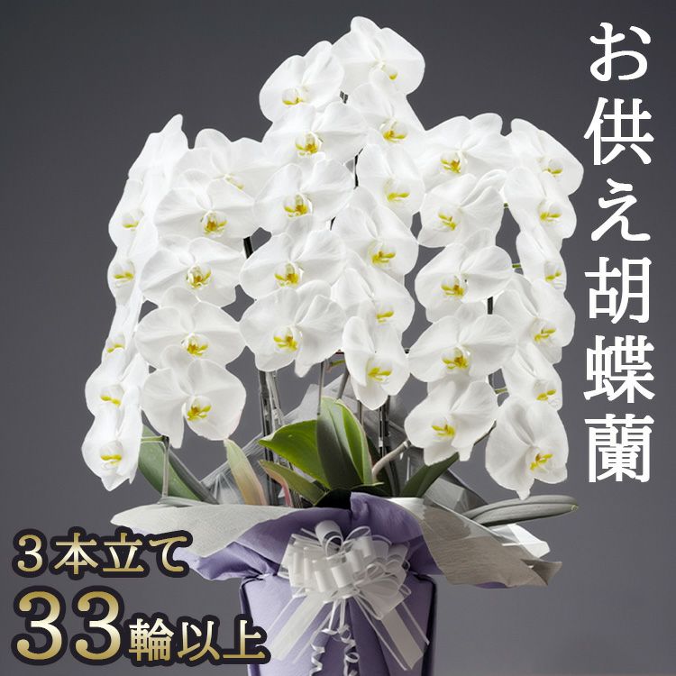 お供え専用 胡蝶蘭の鉢植え【3本立て33輪以上】