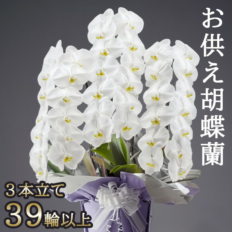 お供え専用 胡蝶蘭の鉢植え【3本立て39輪以上】