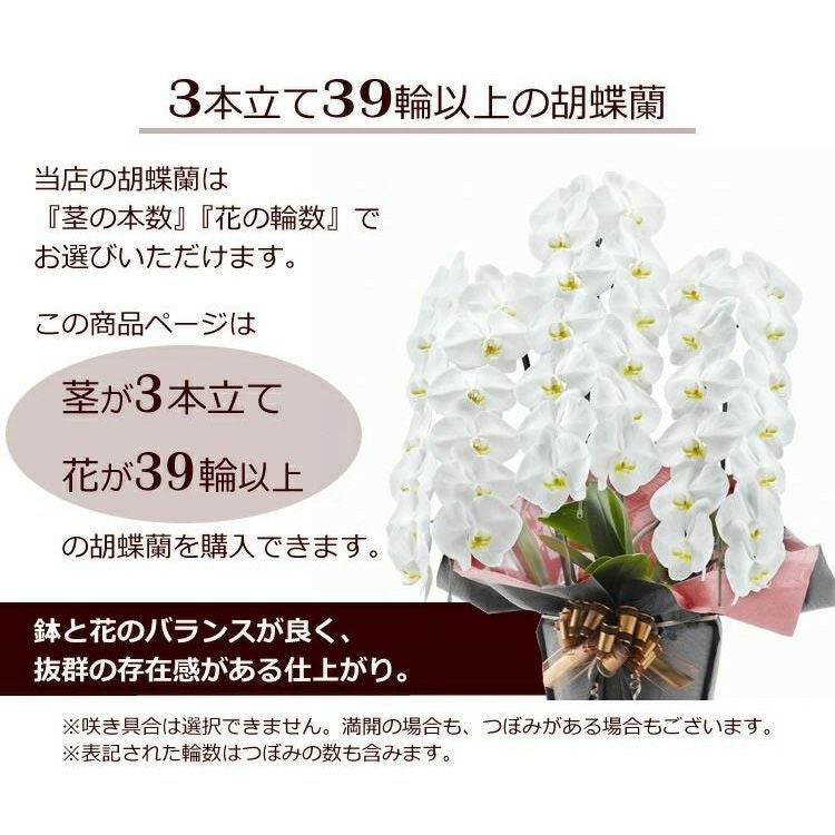 お供え専用 胡蝶蘭の鉢植え【3本立て39輪以上】【ヤマト運輸でお届け