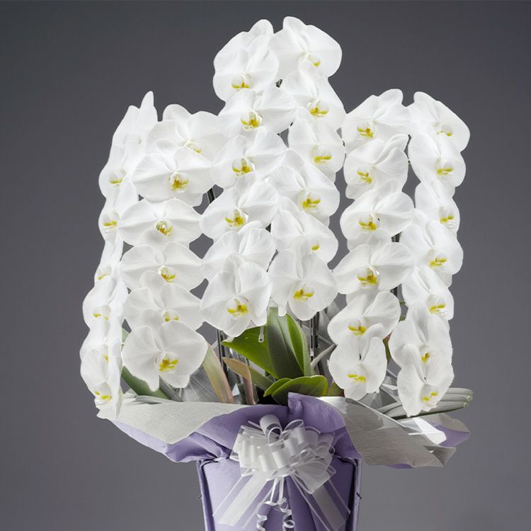 000000003753-12.jpg?size=l&w=