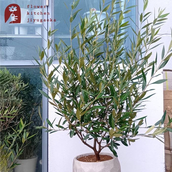 オリーブの木 | 観葉植物の通販なら FlowerKitchenJIYUGAOKA（フラワー