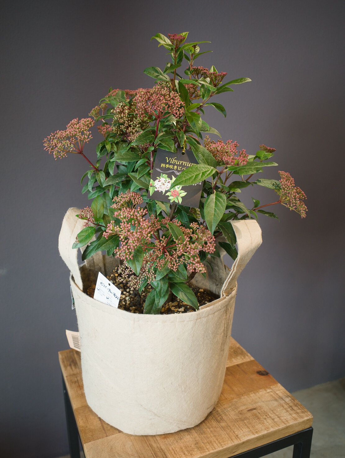 ビバーナム・ティヌス＋ルーツポーチ3ガロン