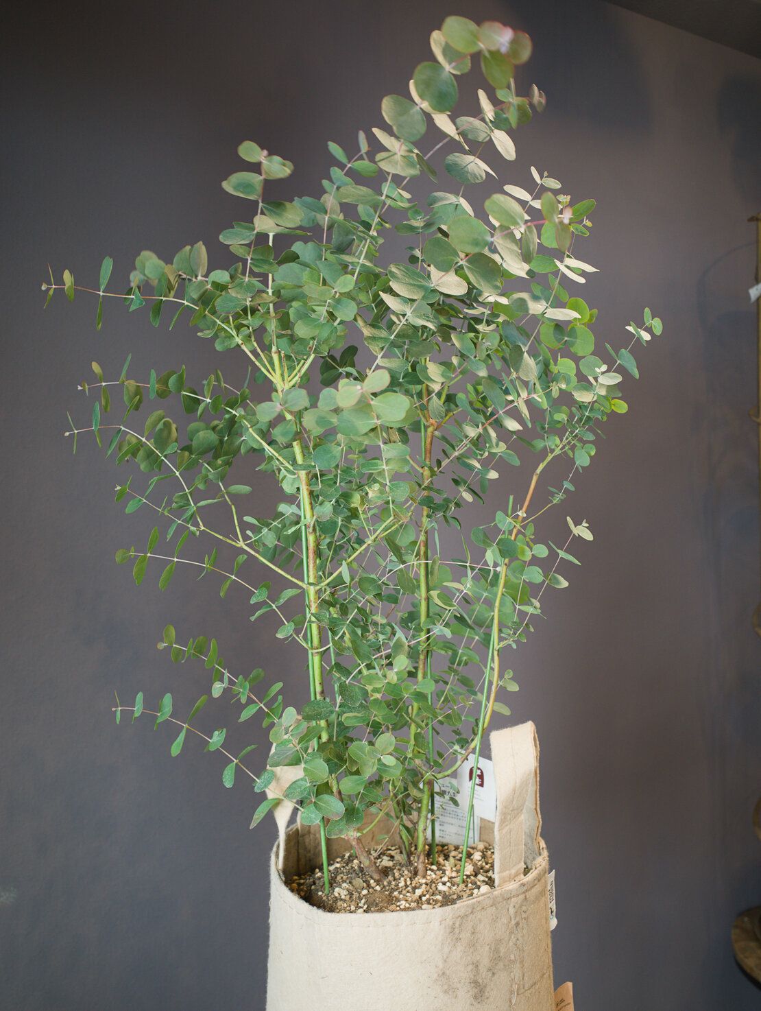 ユーカリ　銀丸葉 ＋ ルーツポーチ3ガロン