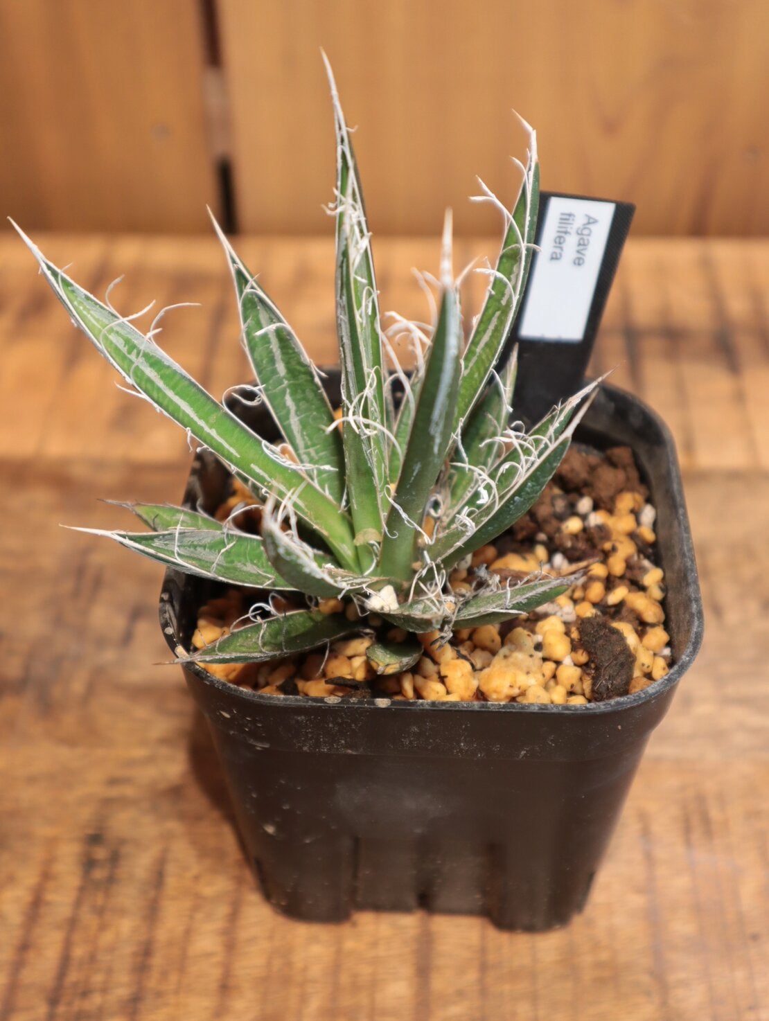 アガベ フィリフェラ ポット 観葉植物 中目黒店より直送 | Flower