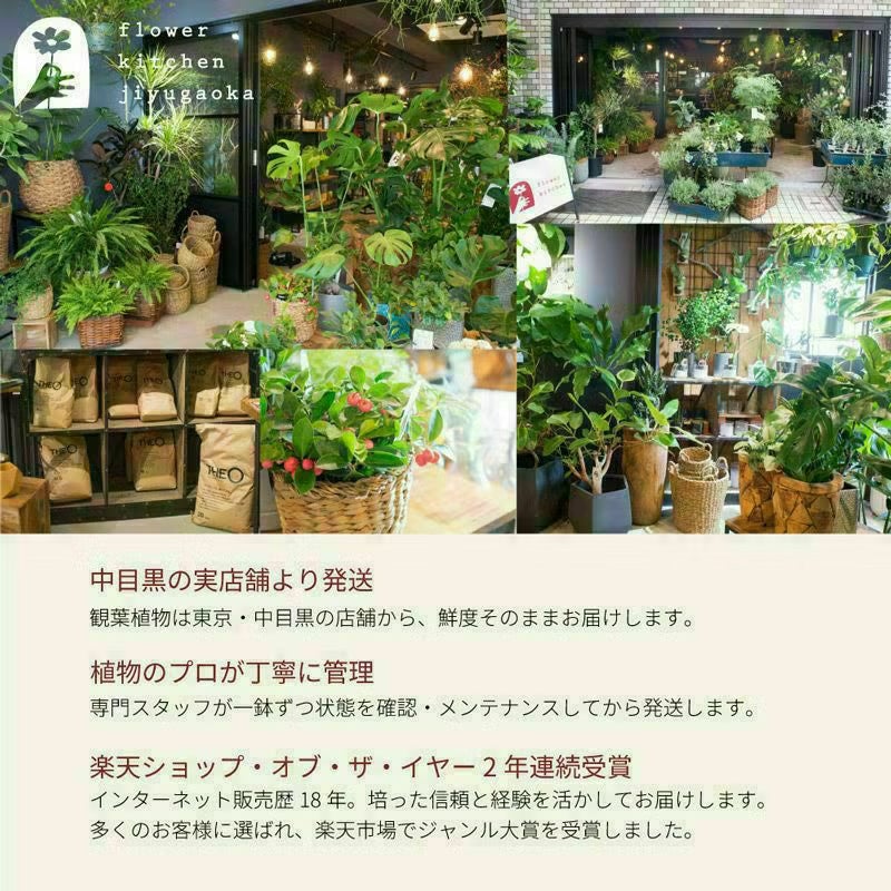 アガベ フィリフェラ ポット 観葉植物 中目黒店より直送 | Flower