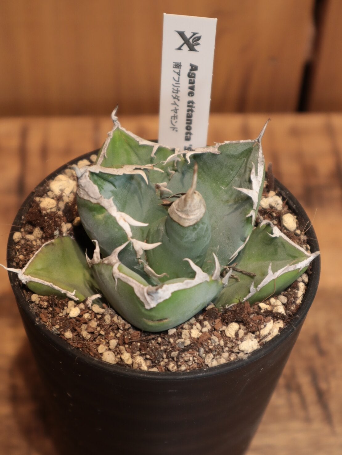 アイアン　ボタニカルポットベース　花台　アガベ　チタノタ　塊根植物 アガベ チタノタ ポット 観葉植物 中目黒店より直送 | Flower Kitchen