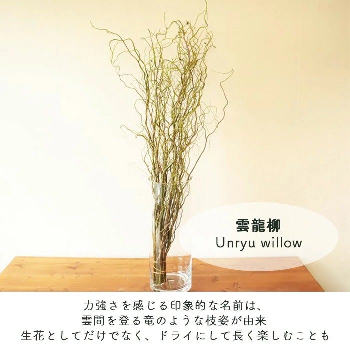 クール便】フローラルグリーン「雲竜柳10本セット」70～90cm