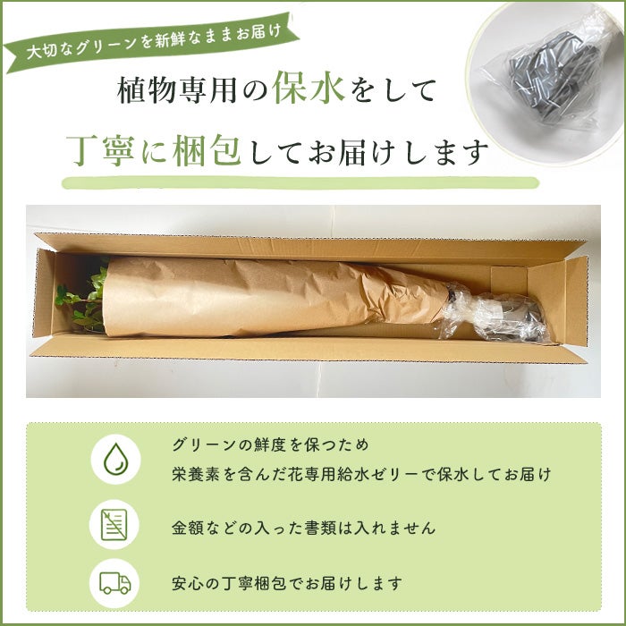クール便】フローラルグリーン「雲竜柳10本セット」70～90cm