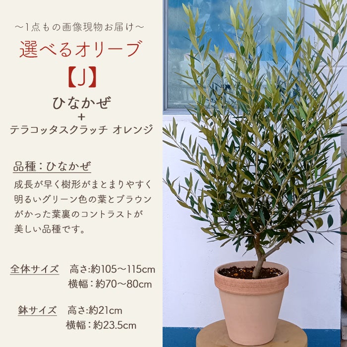 オリーブの木 1点ものオリーブ 【J】ひなかぜ+テラコッタスクラッチ