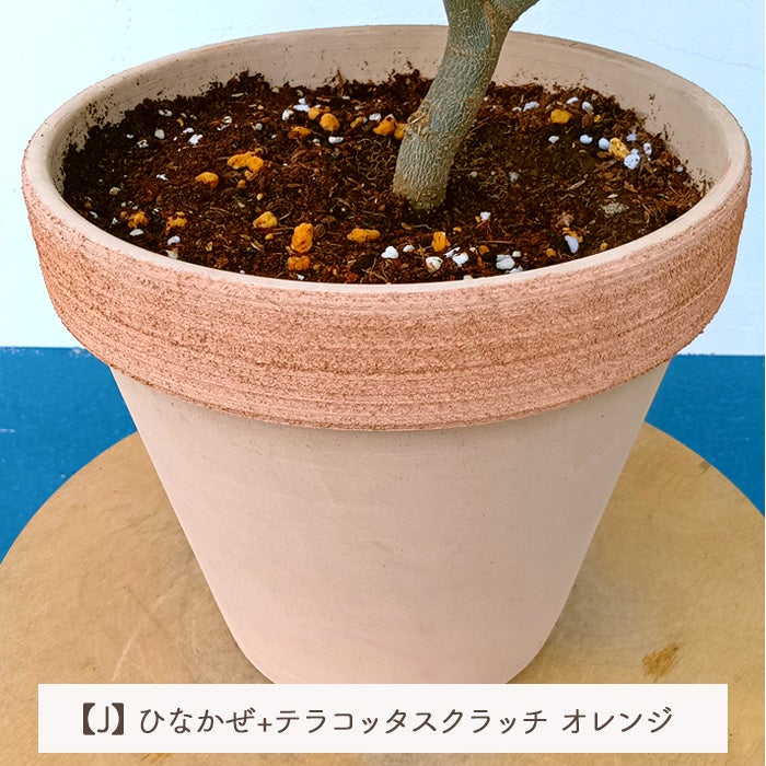 オリーブの木 1点ものオリーブ 【J】ひなかぜ+テラコッタスクラッチ