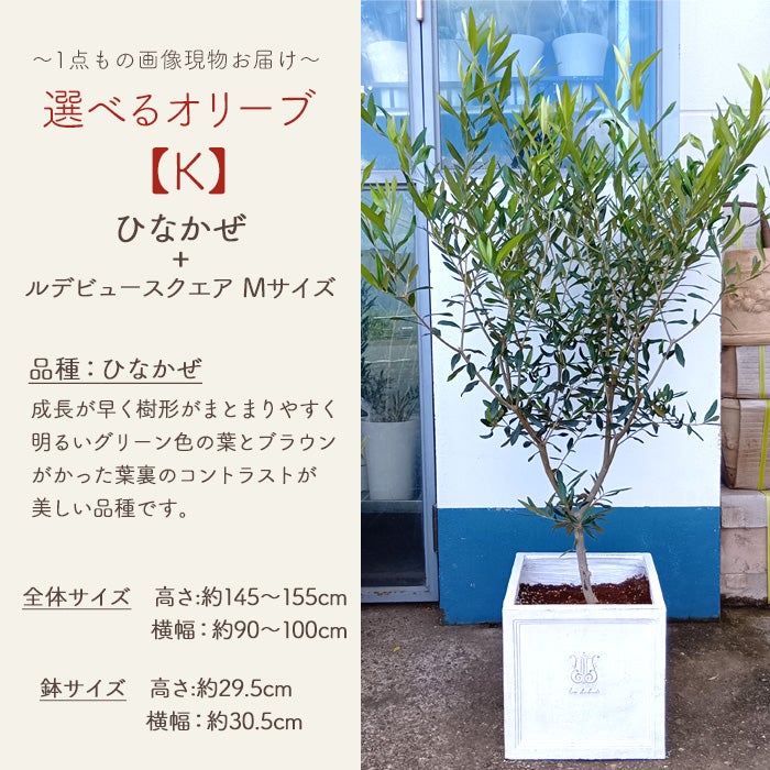 オリーブの木 個性あふれる１点もの　超特大フリーカット　潔く愚直に生きる姿 オリーブの木 1点ものオリーブ 【K】ひなかぜ+ルデビュースクエア M
