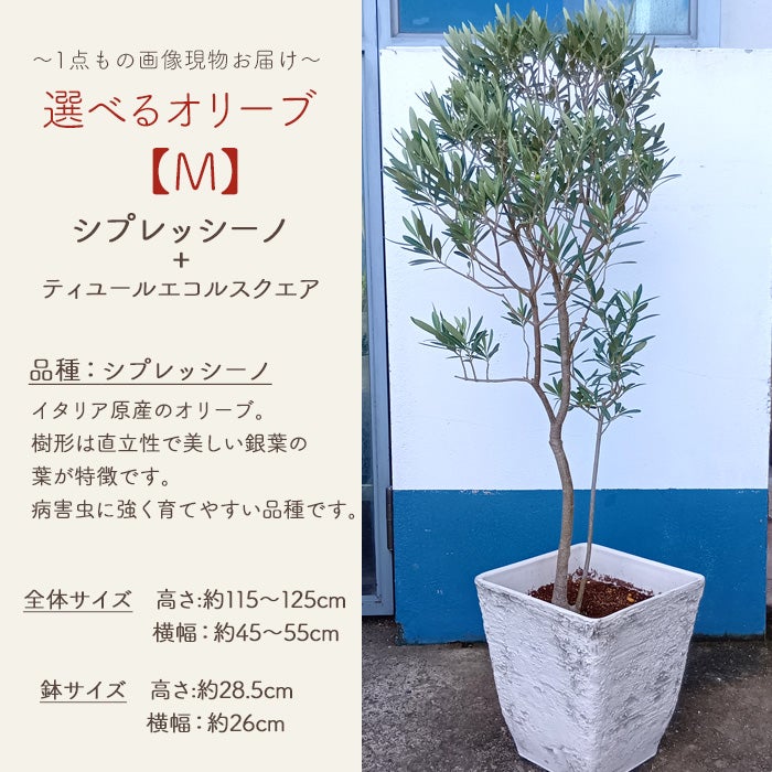 オリーブの木 1点ものオリーブ 【M】シプレッシーノ+ティユールエコル