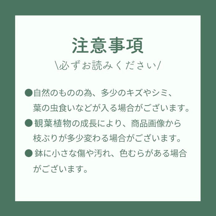 オリーブの木 1点ものオリーブ 【M】シプレッシーノ+ティユールエコル