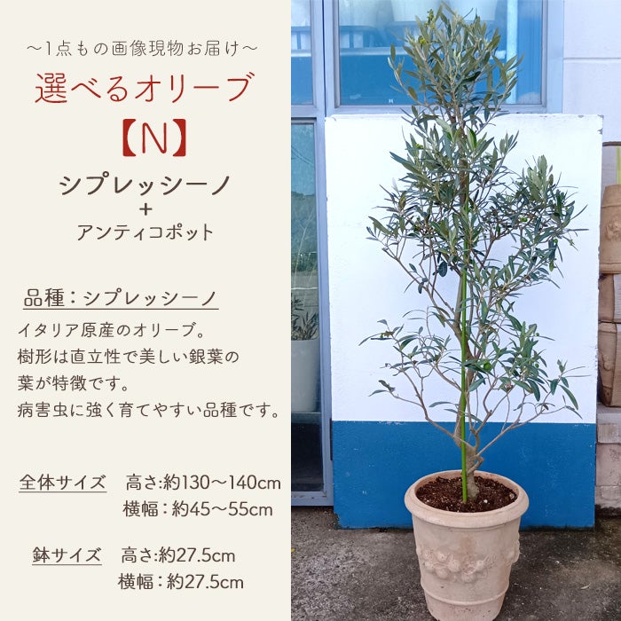 オリーブの木 1点ものオリーブ 【N】シプレッシーノ+アンティコポット