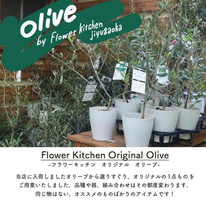 オリーブの木 1点ものオリーブ 【O】シプレッシーノ+フレンドリー