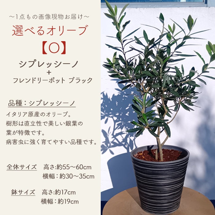 オリーブの木 1点ものオリーブ 【O】シプレッシーノ+フレンドリー