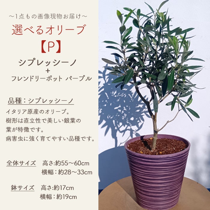 オリーブの木 1点ものオリーブ 【P】シプレッシーノ+フレンドリー