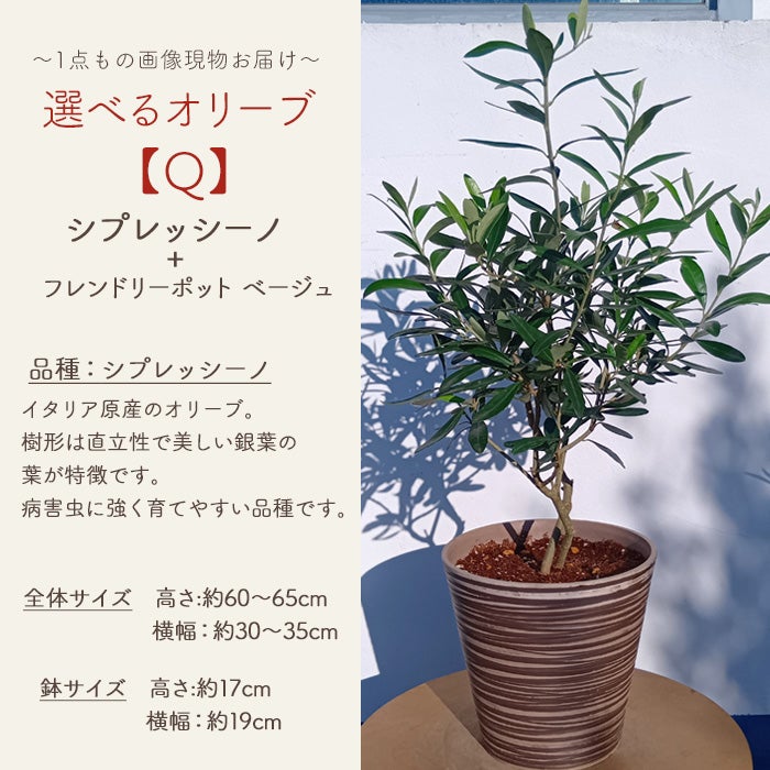 オリーブの木 1点ものオリーブ 【Q】シプレッシーノ+フレンドリー