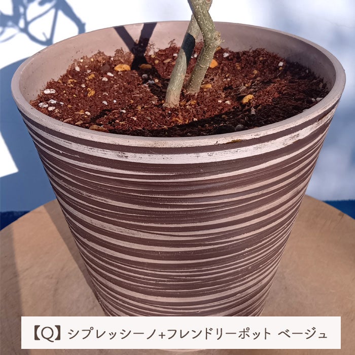 オリーブの木 1点ものオリーブ 【Q】シプレッシーノ+フレンドリー