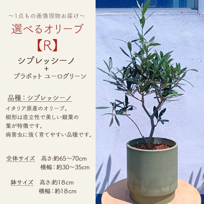 オリーブの木 1点ものオリーブ 【R】シプレッシーノ+プラポット ユーロ