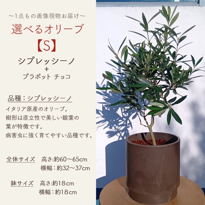オリーブの木 1点ものオリーブ 【S】シプレッシーノ+プラポット チョコ