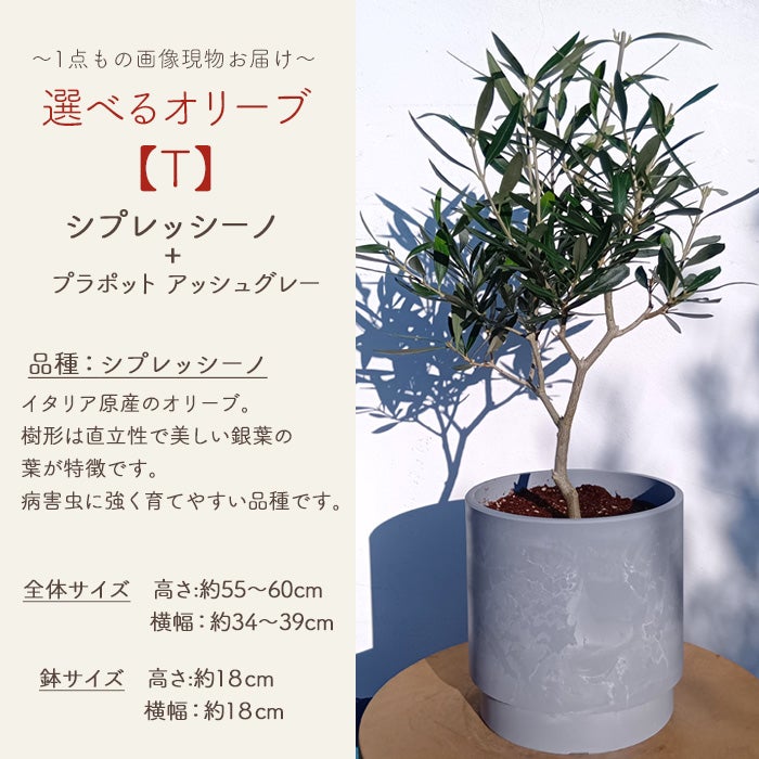 オリーブの木 1点ものオリーブ 【T】シプレッシーノ+プラポット