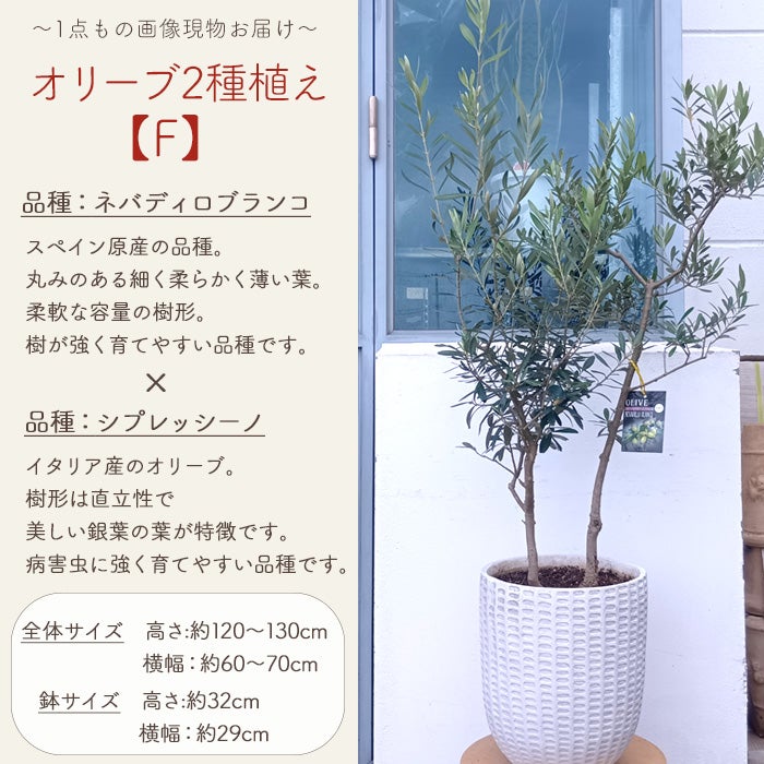 オリーブの木 1点ものオリーブ2種植え 【F】ネバディロブランコ 