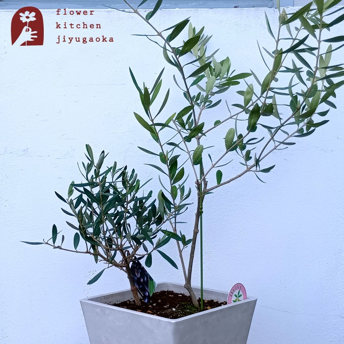 オリーブの木　シプレッシーノ　b オリーブの木 1点ものオリーブ2種植え 【H】ネバディロブランコ