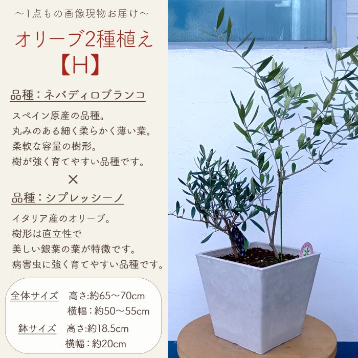 オリーブの木 1点ものオリーブ2種植え 【H】ネバディロブランコ