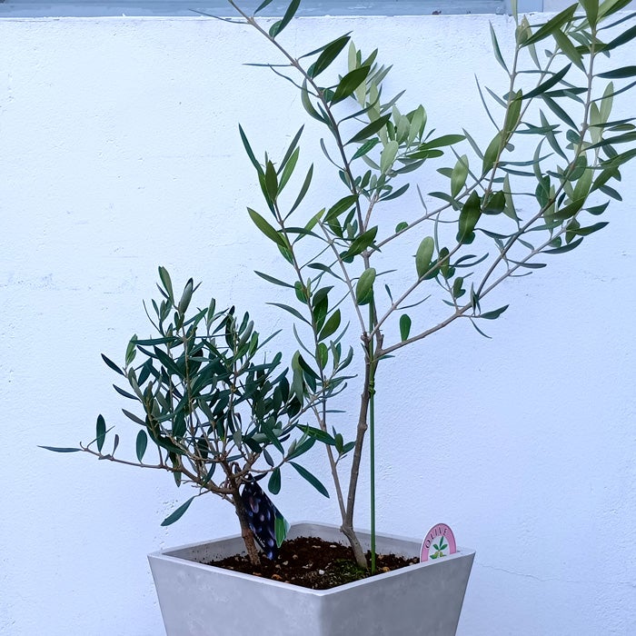 オリーブの木 1点ものオリーブ2種植え 【H】ネバディロブランコ