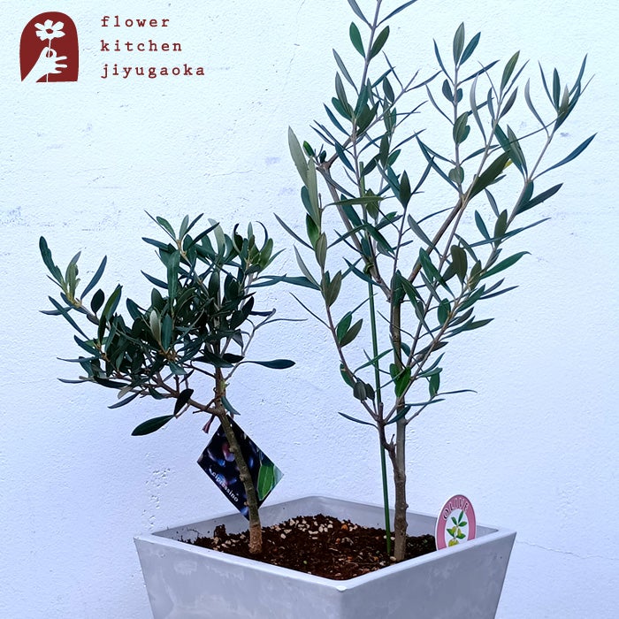 オリーブの木 1点ものオリーブ2種植え 【I】コロネイキ×シプレッシーノ